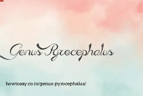 Genus Pyrocephalus