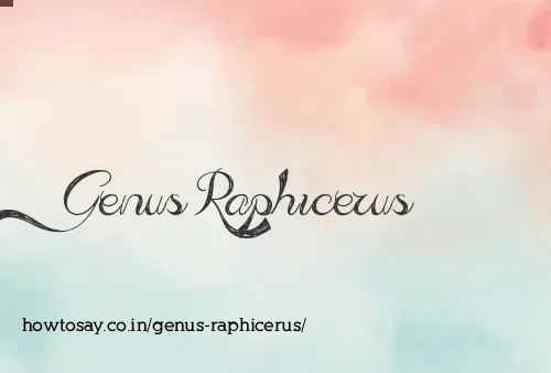 Genus Raphicerus