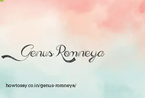 Genus Romneya