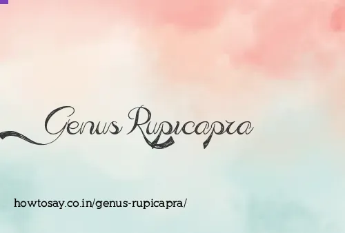 Genus Rupicapra