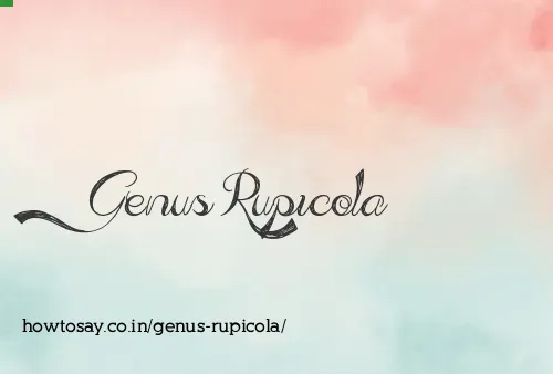 Genus Rupicola