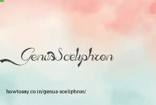Genus Sceliphron
