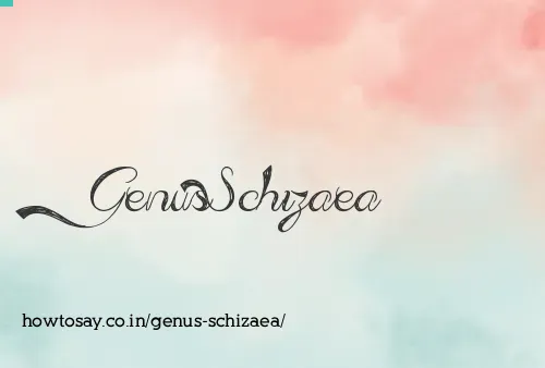 Genus Schizaea