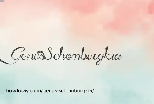 Genus Schomburgkia