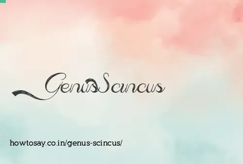 Genus Scincus