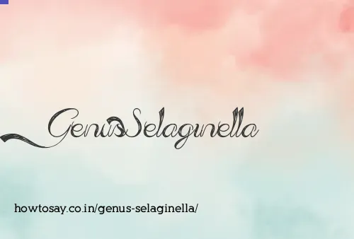 Genus Selaginella
