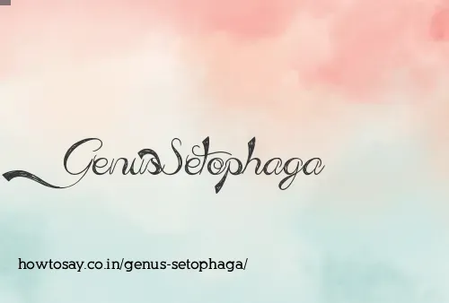 Genus Setophaga