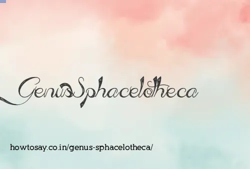 Genus Sphacelotheca