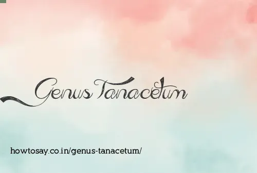 Genus Tanacetum