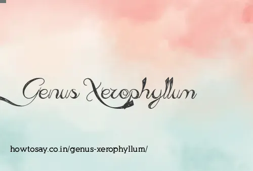 Genus Xerophyllum