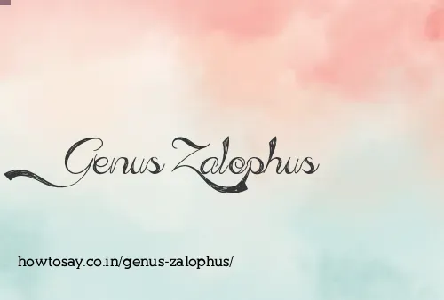Genus Zalophus