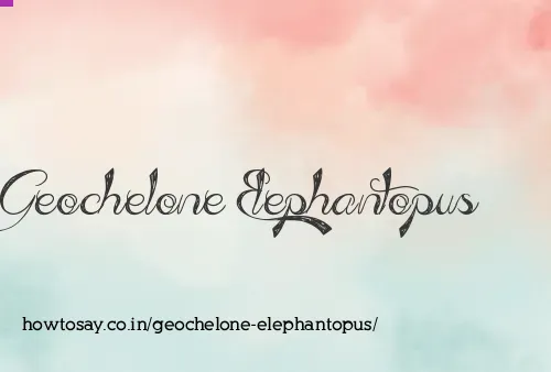 Geochelone Elephantopus