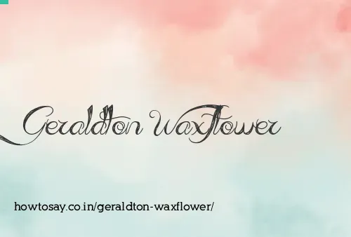Geraldton Waxflower