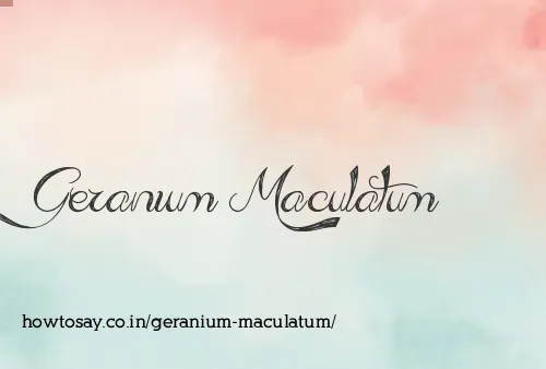 Geranium Maculatum