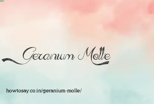 Geranium Molle