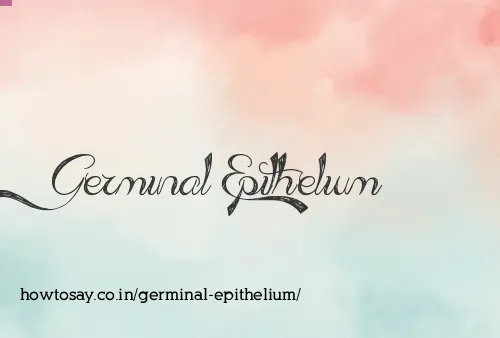 Germinal Epithelium