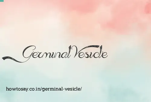 Germinal Vesicle