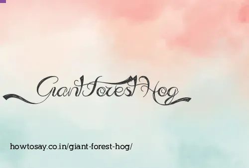 Giant Forest Hog