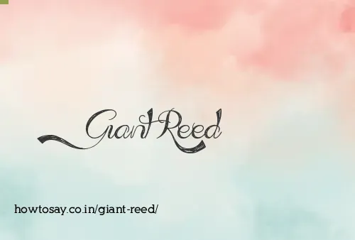 Giant Reed