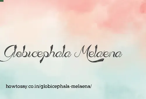 Globicephala Melaena
