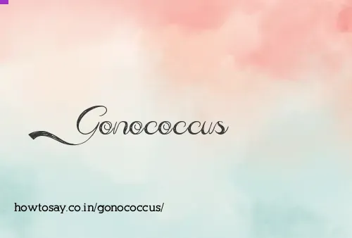 Gonococcus