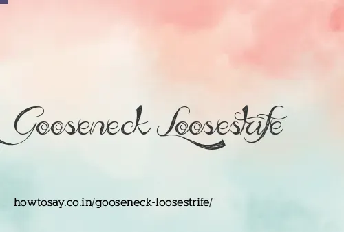 Gooseneck Loosestrife