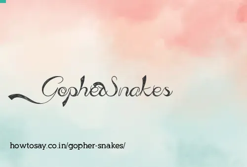 Gopher Snakes