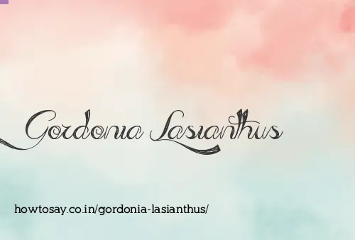 Gordonia Lasianthus