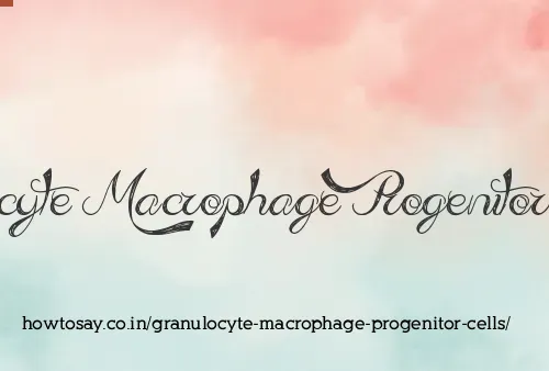 Granulocyte Macrophage Progenitor Cells