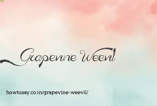 Grapevine Weevil