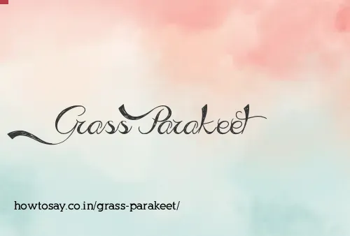 Grass Parakeet