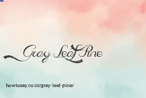 Gray Leaf Pine