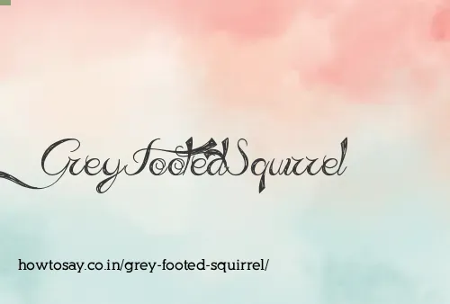 Grey Footed Squirrel