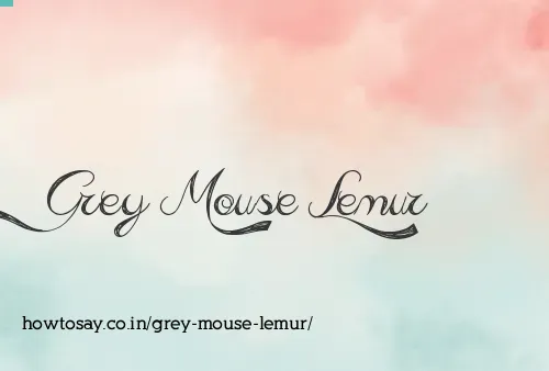 Grey Mouse Lemur