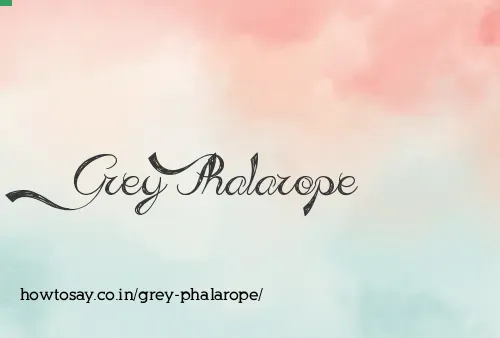 Grey Phalarope