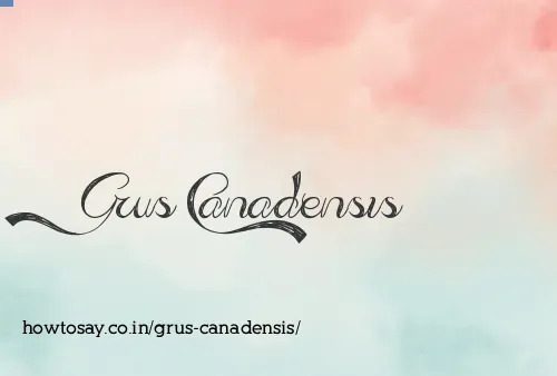 Grus Canadensis