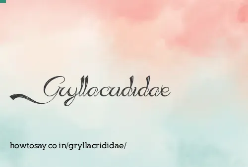 Gryllacrididae