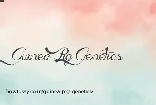Guinea Pig Genetics
