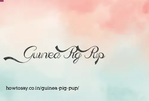 Guinea Pig Pup