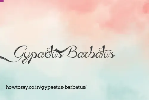 Gypaetus Barbatus