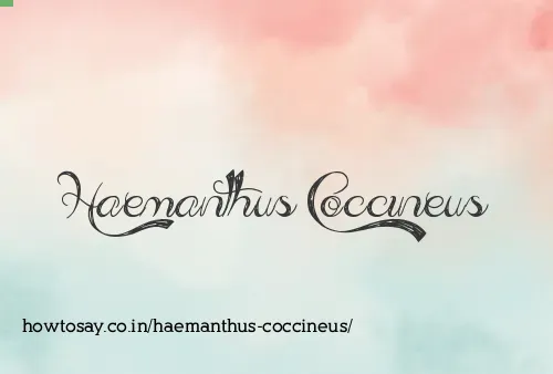 Haemanthus Coccineus
