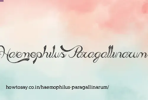 Haemophilus Paragallinarum