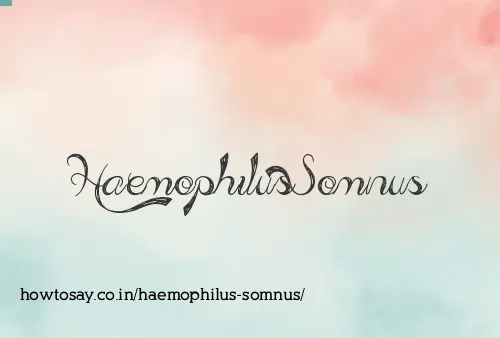 Haemophilus Somnus