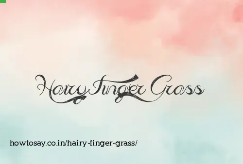 Hairy Finger Grass
