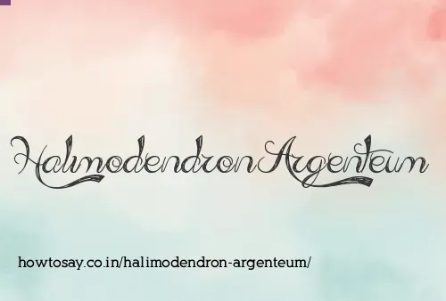 Halimodendron Argenteum