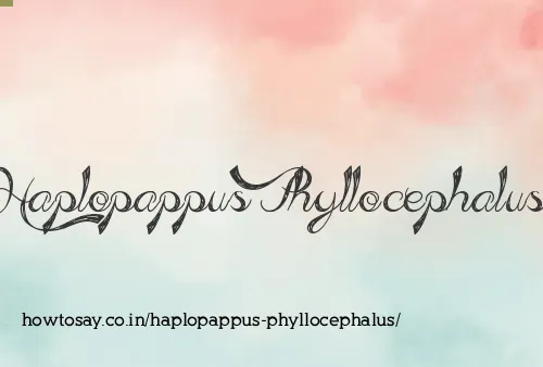 Haplopappus Phyllocephalus