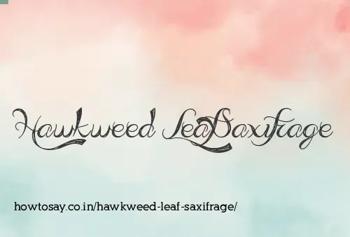 Hawkweed Leaf Saxifrage