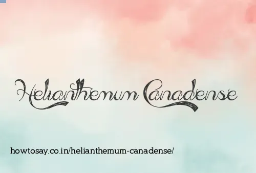 Helianthemum Canadense