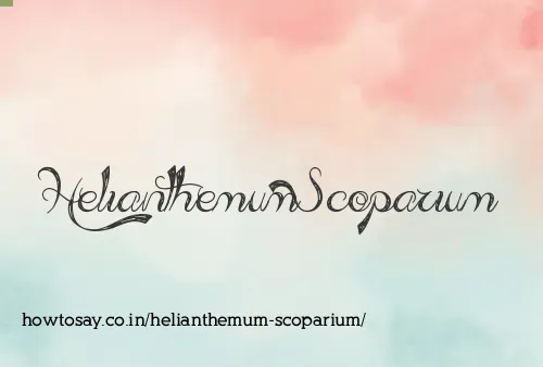 Helianthemum Scoparium