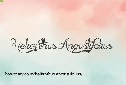 Helianthus Angustifolius